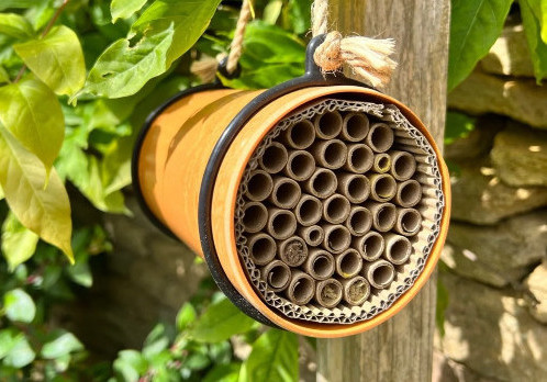 Create a Bee-Friendly Garden